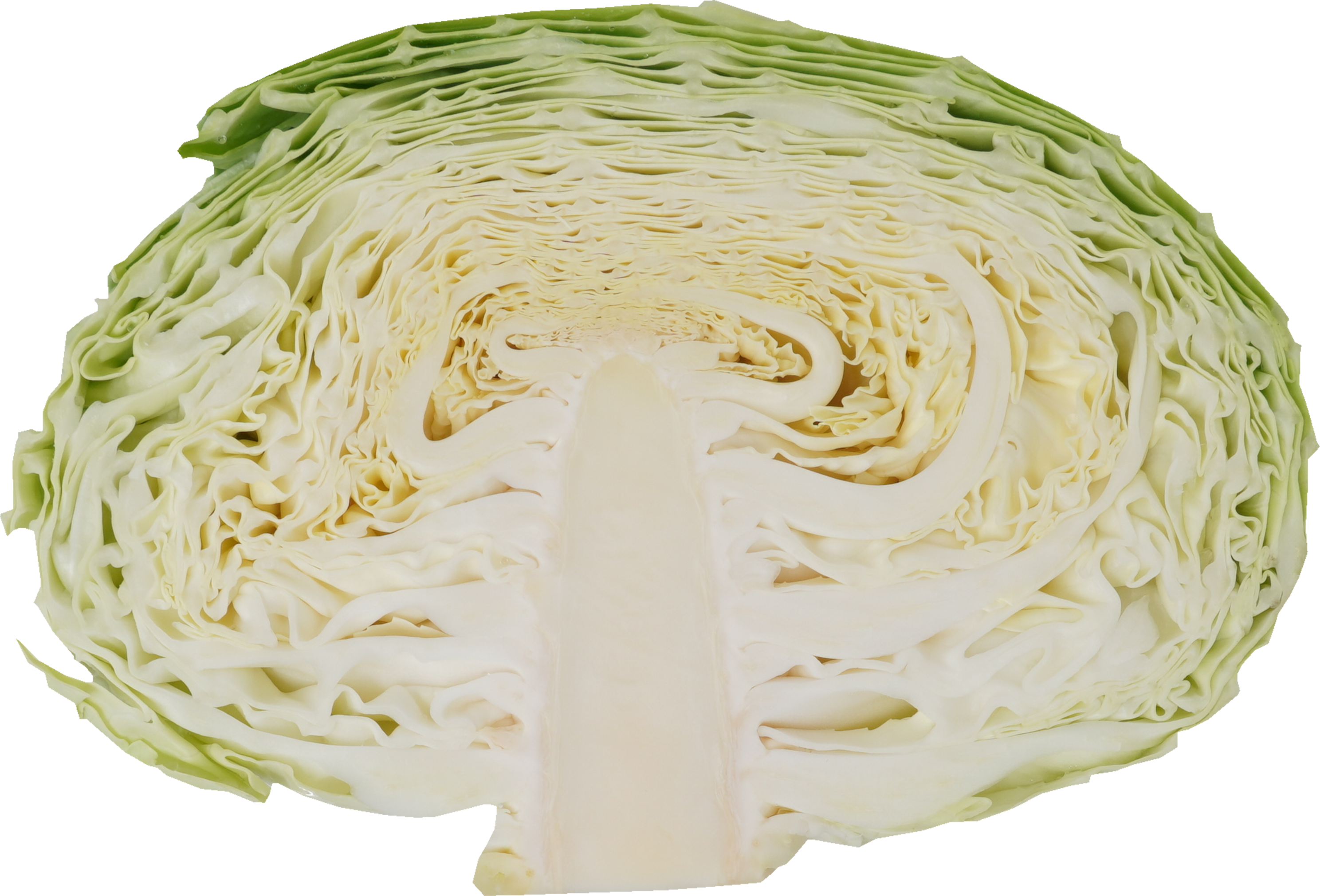 キャベツ｜商用可フリー画像・背景透過