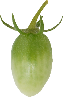 ミニトマト【プチトマト】｜商用可フリー画像・背景透過