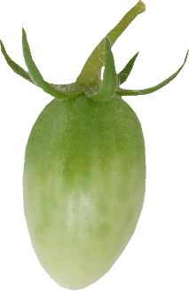 ミニトマト【プチトマト】｜商用可フリー画像・背景透過