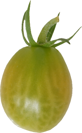 ミニトマト【プチトマト】｜商用可フリー画像・背景透過