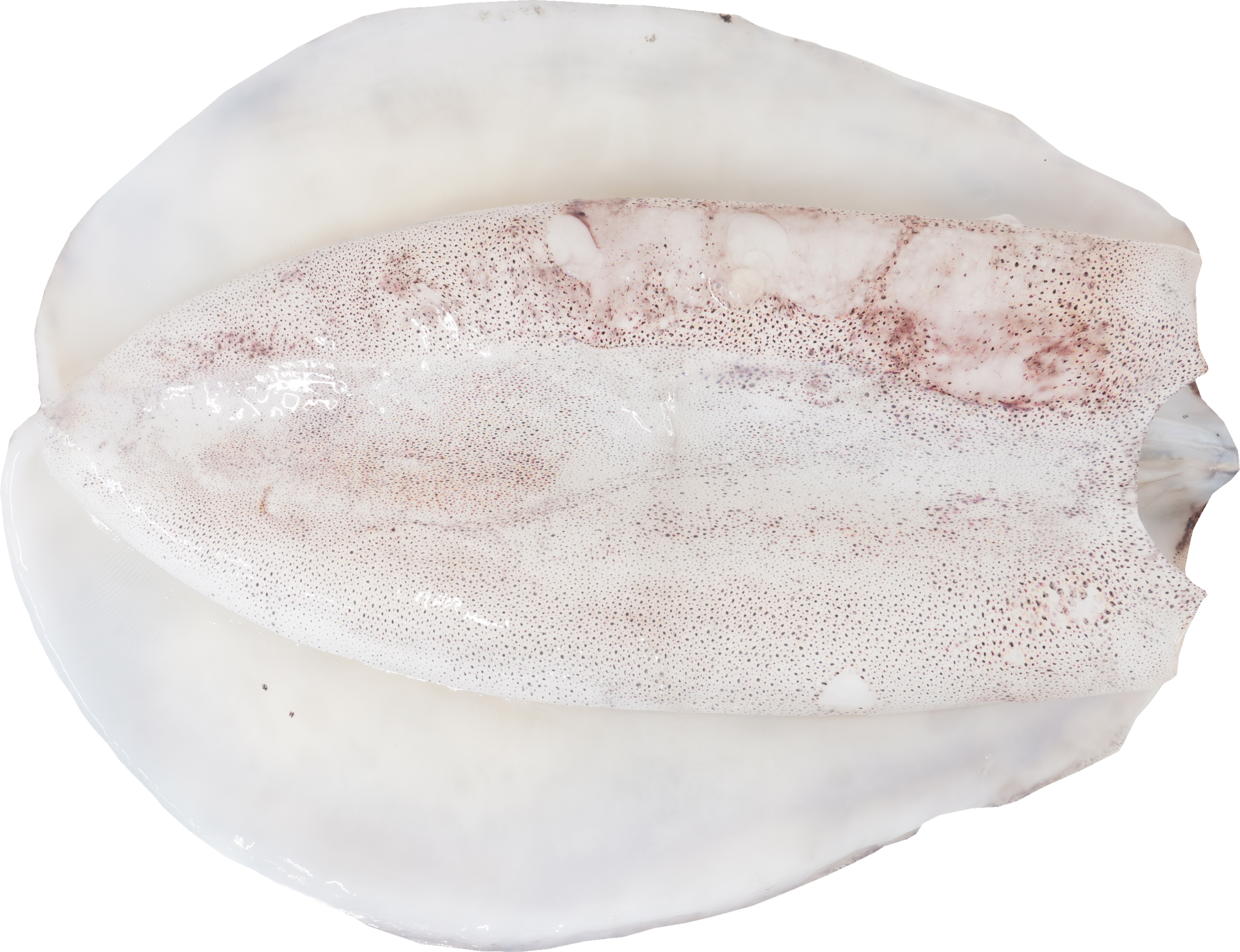 あおりいか｜商用可フリー画像・背景透過