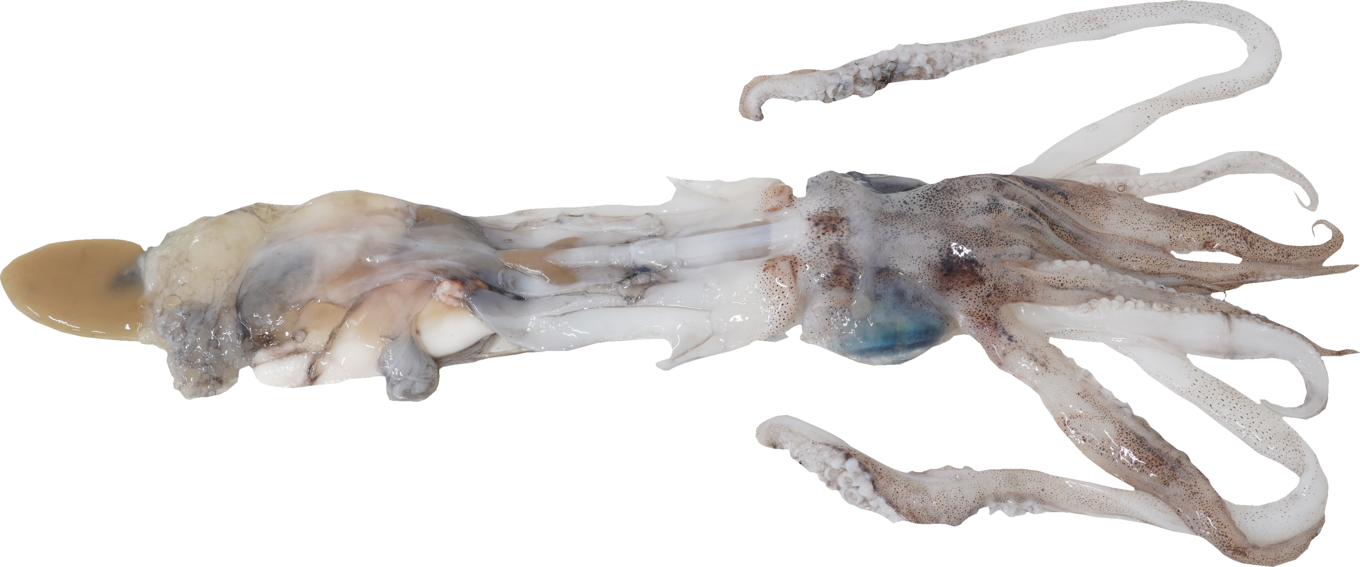 あおりいか｜商用可フリー画像・背景透過