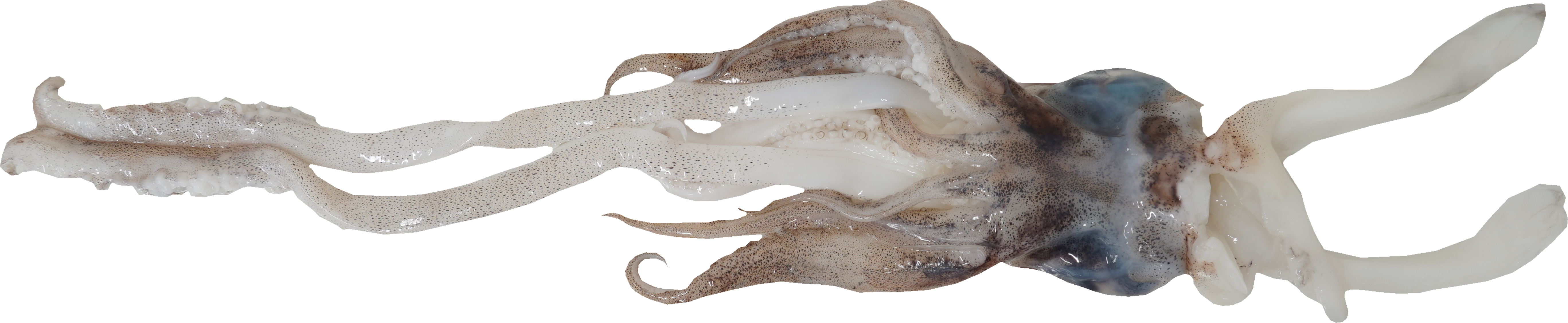 あおりいか｜商用可フリー画像・背景透過