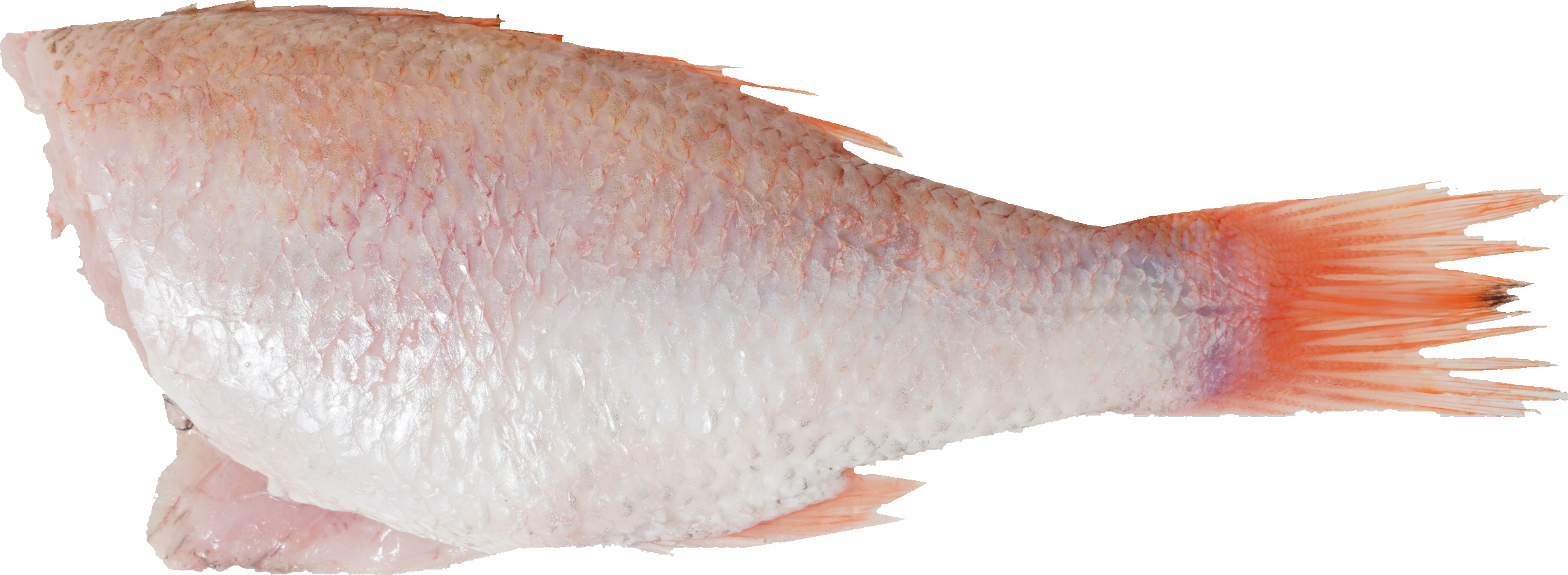 あかむつ【のどぐろ】｜商用可フリー画像・背景透過