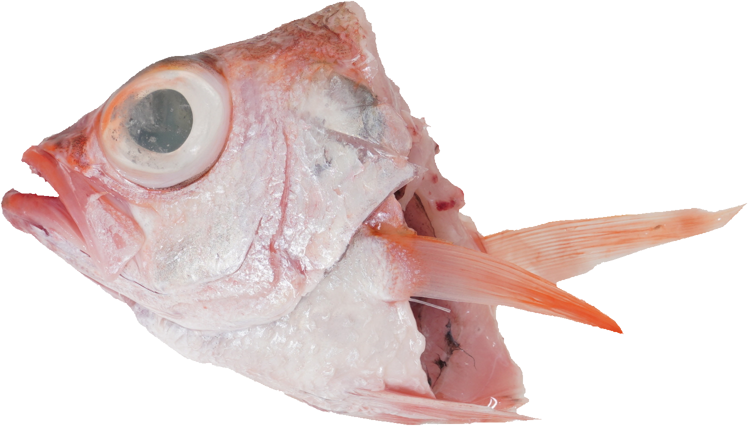 あかむつ【のどぐろ】｜商用可フリー画像・背景透過