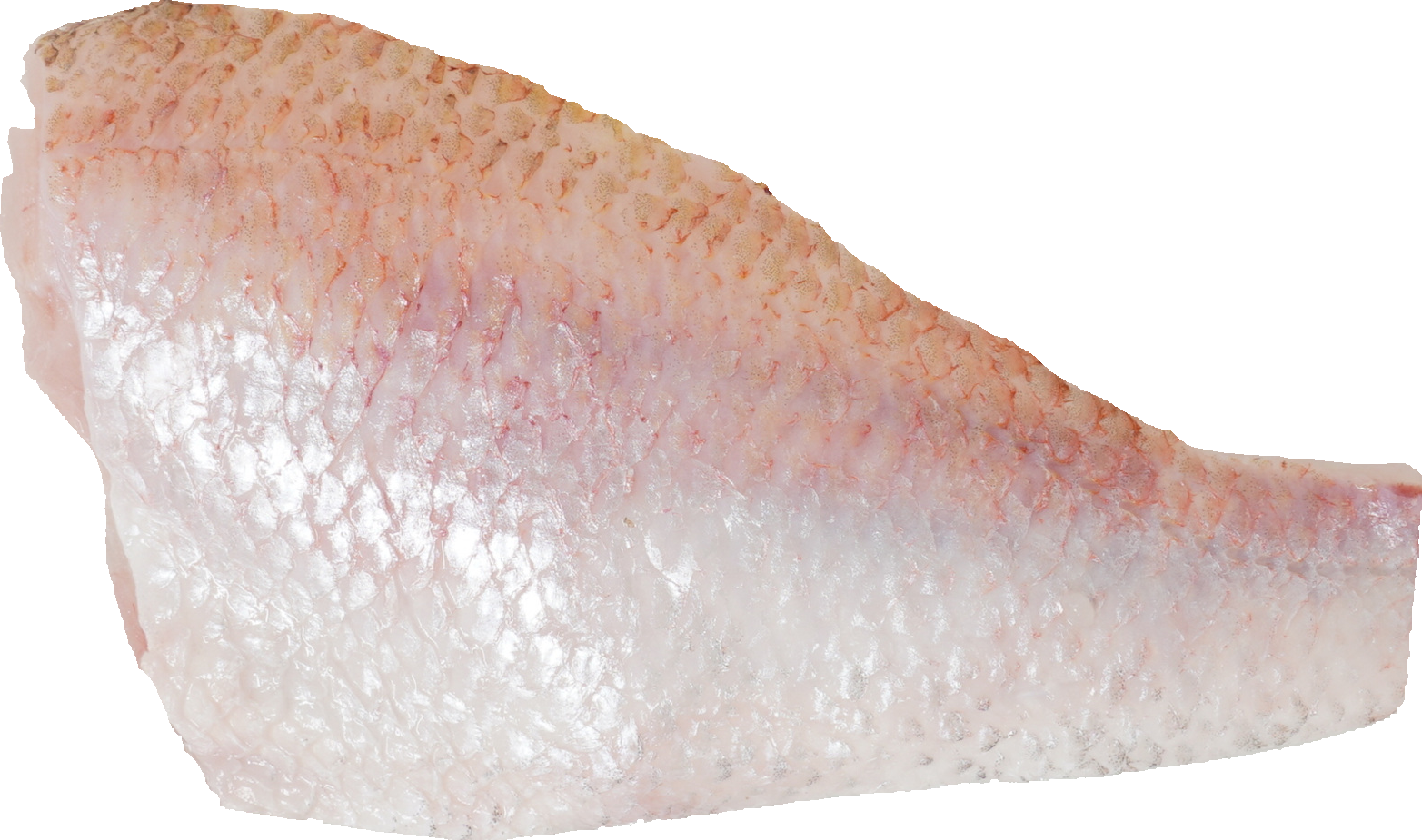 あかむつ【のどぐろ】｜商用可フリー画像・背景透過