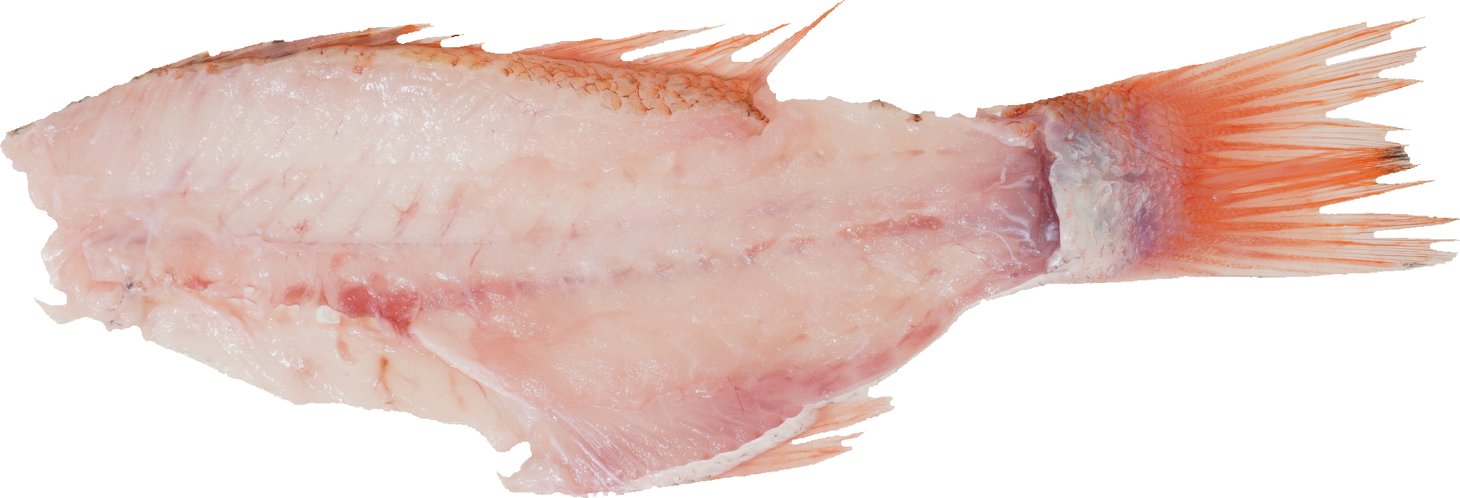 あかむつ【のどぐろ】｜商用可フリー画像・背景透過