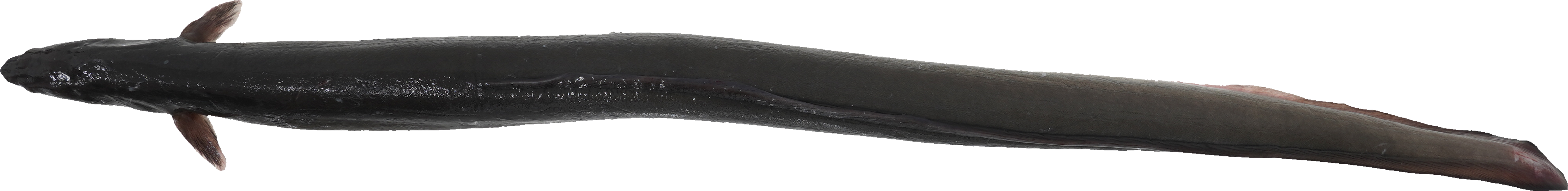 うなぎ｜商用可フリー画像・背景透過