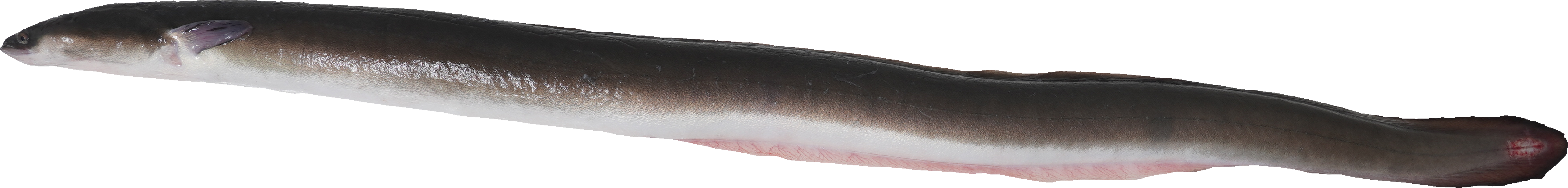 うなぎ｜商用可フリー画像・背景透過