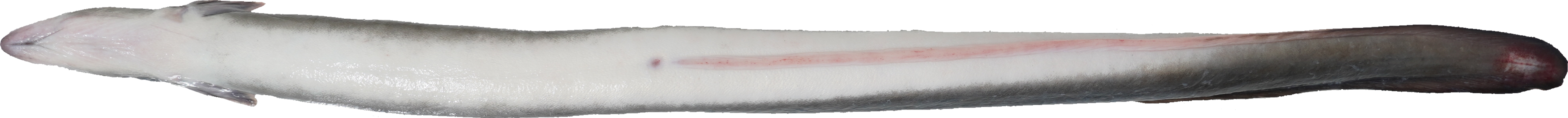 うなぎ｜商用可フリー画像・背景透過