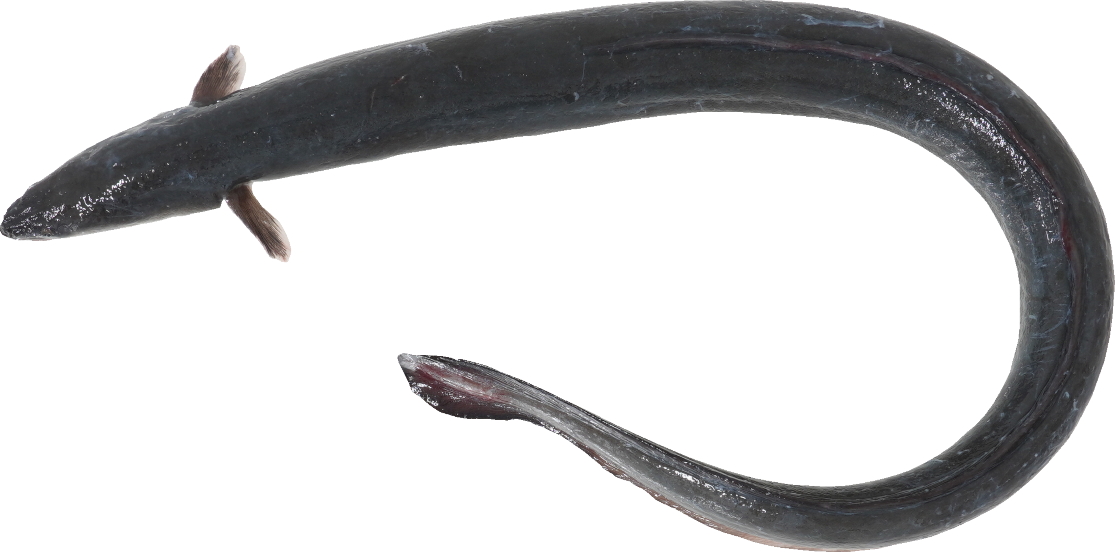 うなぎ｜商用可フリー画像・背景透過