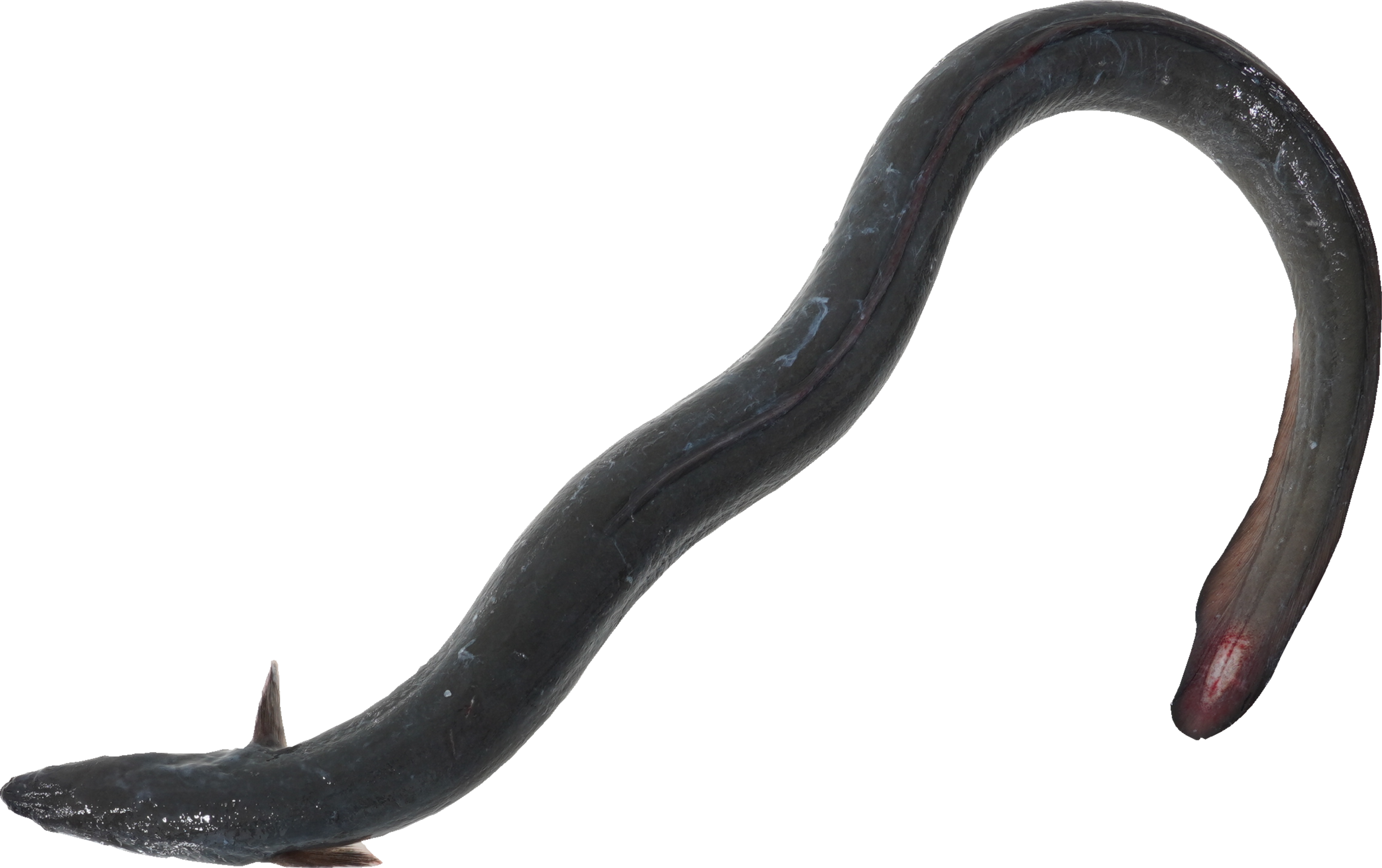 うなぎ｜商用可フリー画像・背景透過