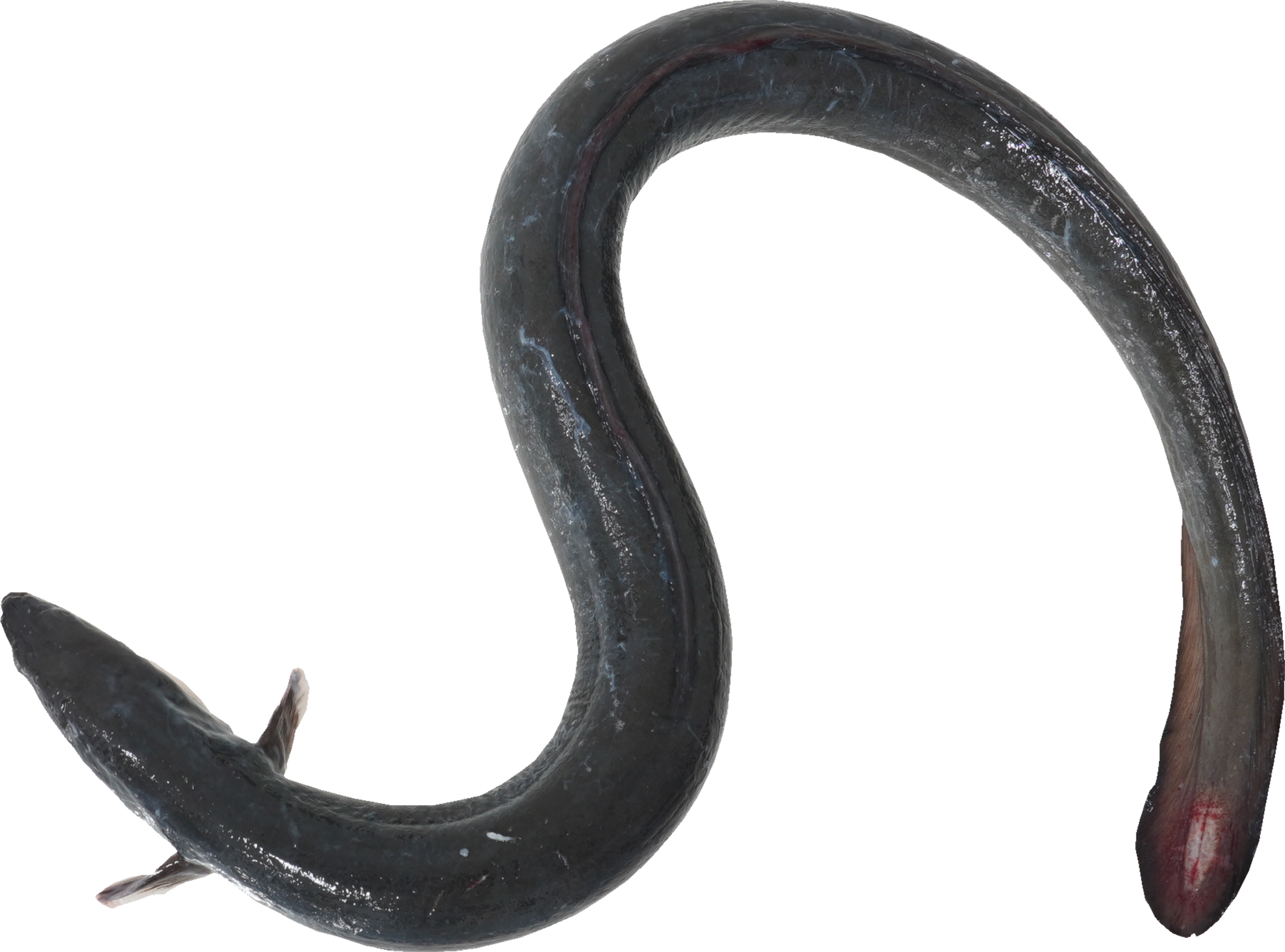 うなぎ｜商用可フリー画像・背景透過