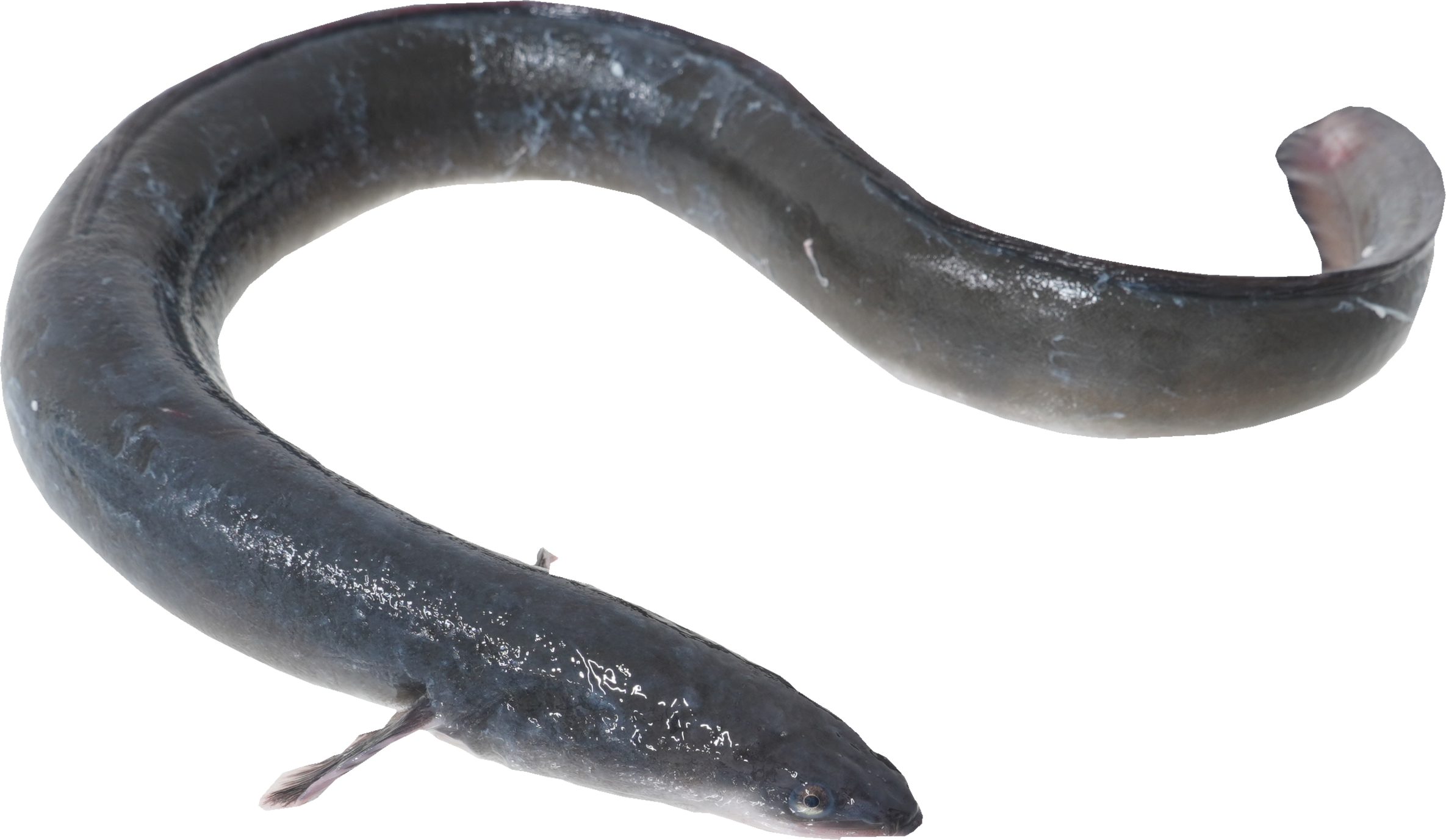 うなぎ｜商用可フリー画像・背景透過