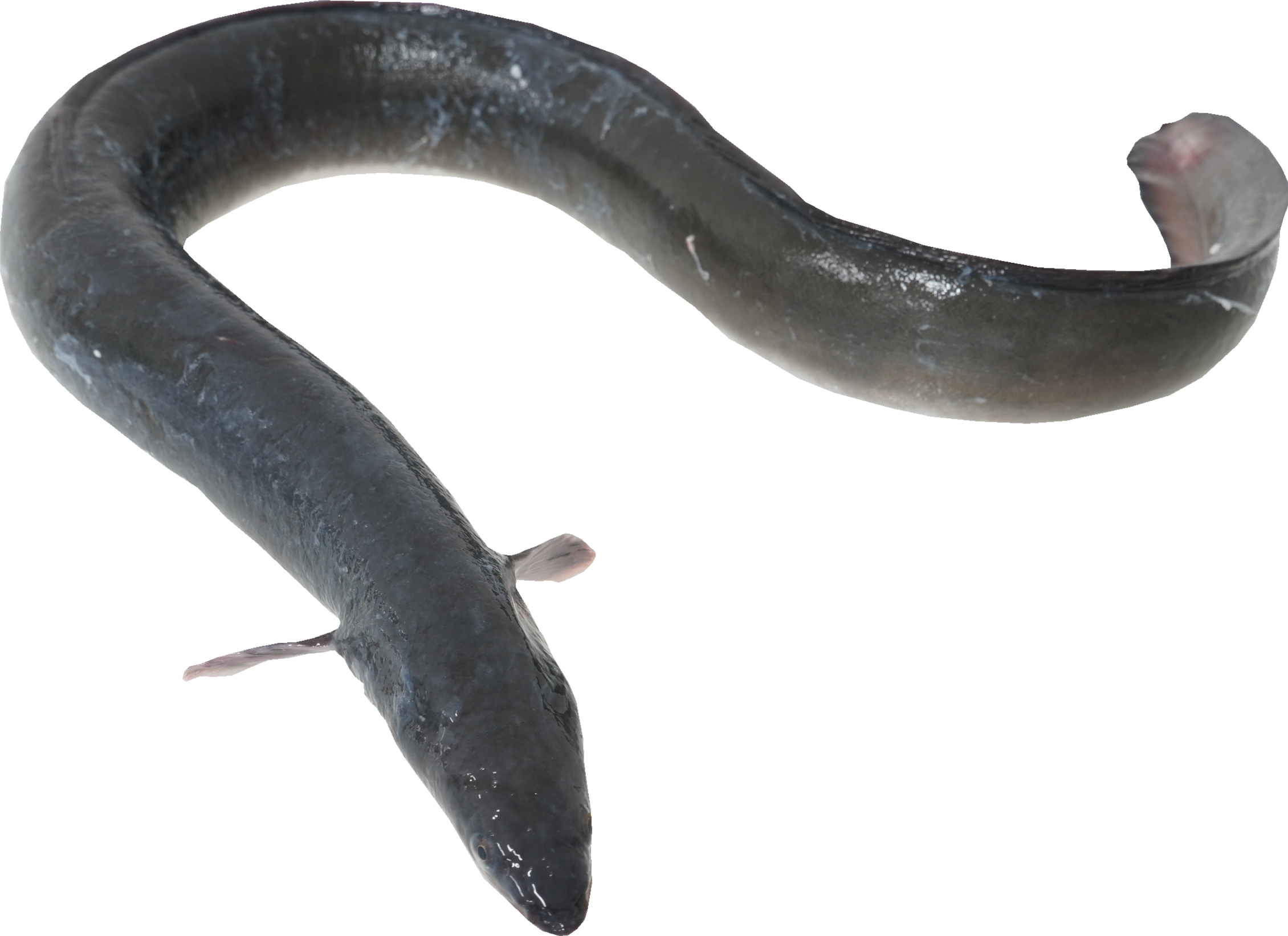 うなぎ｜商用可フリー画像・背景透過