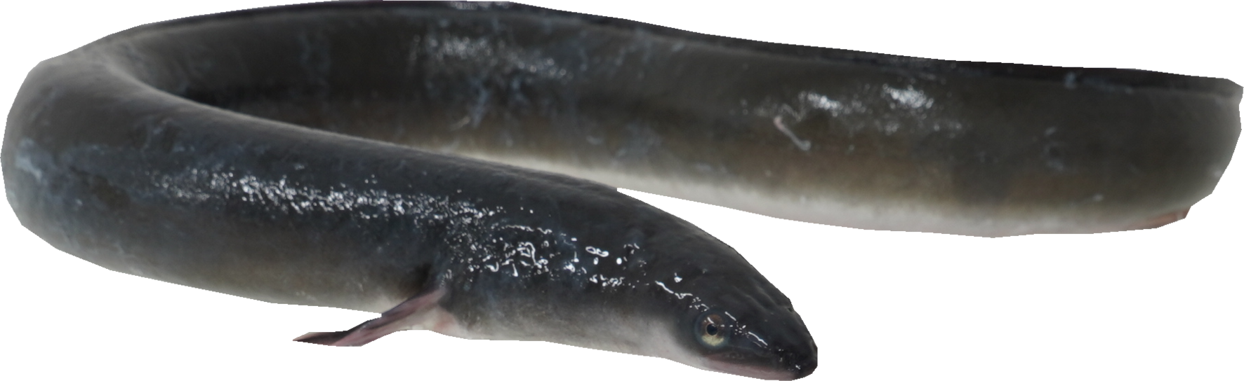 うなぎ｜商用可フリー画像・背景透過