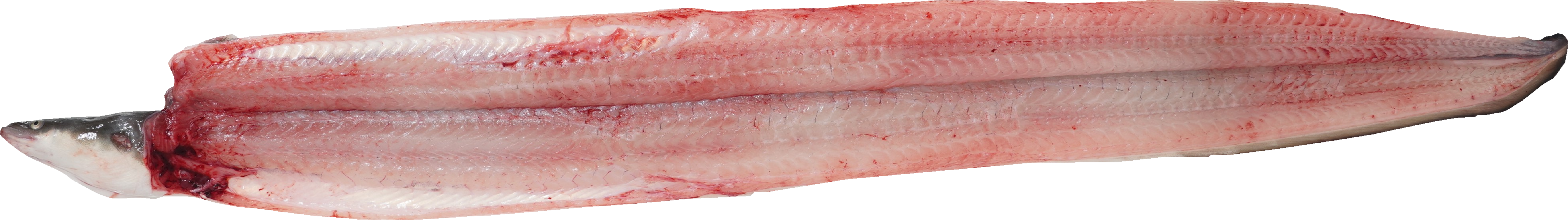 うなぎ｜商用可フリー画像・背景透過