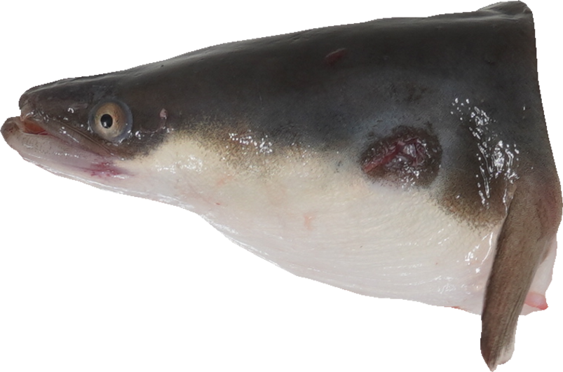 うなぎ｜商用可フリー画像・背景透過