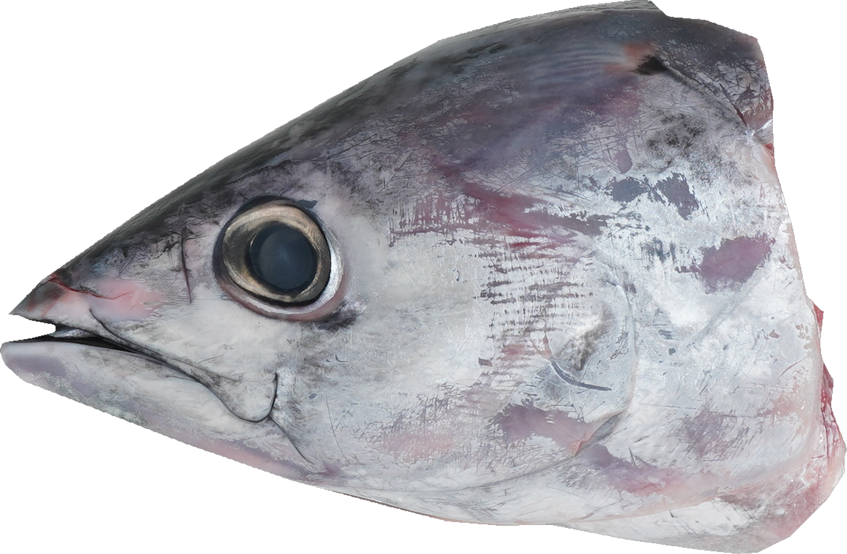 かつお｜商用可フリー画像・背景透過