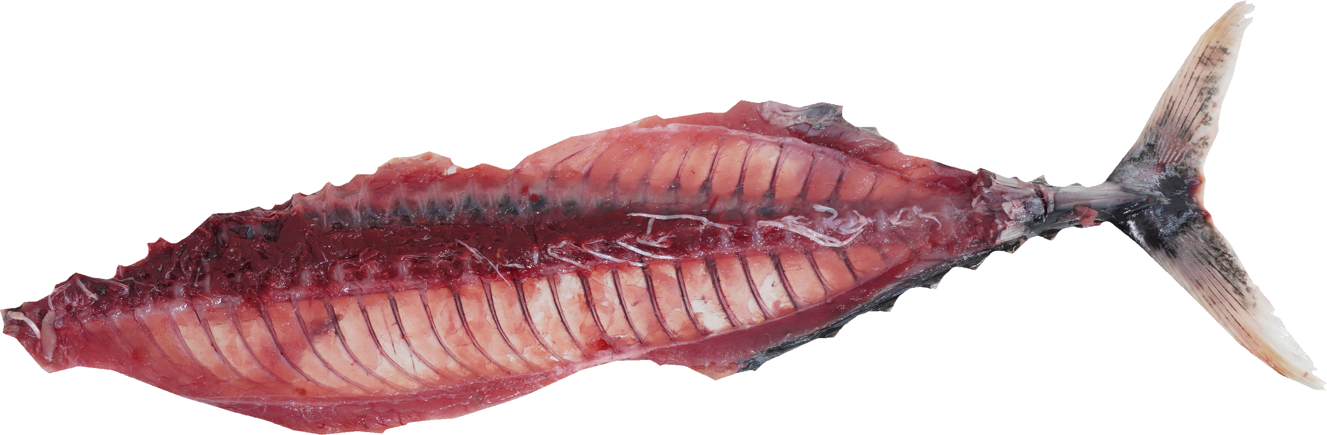 かつお｜商用可フリー画像・背景透過