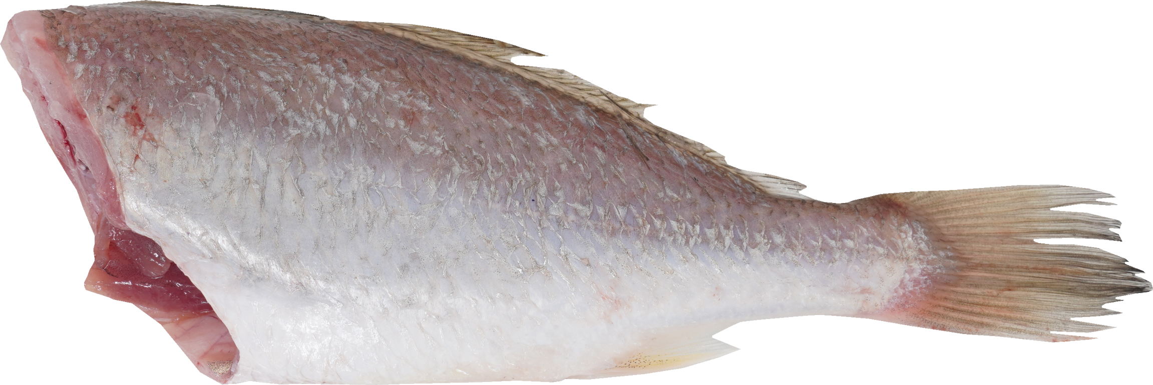 ぐち【いしもち】｜商用可フリー画像・背景透過