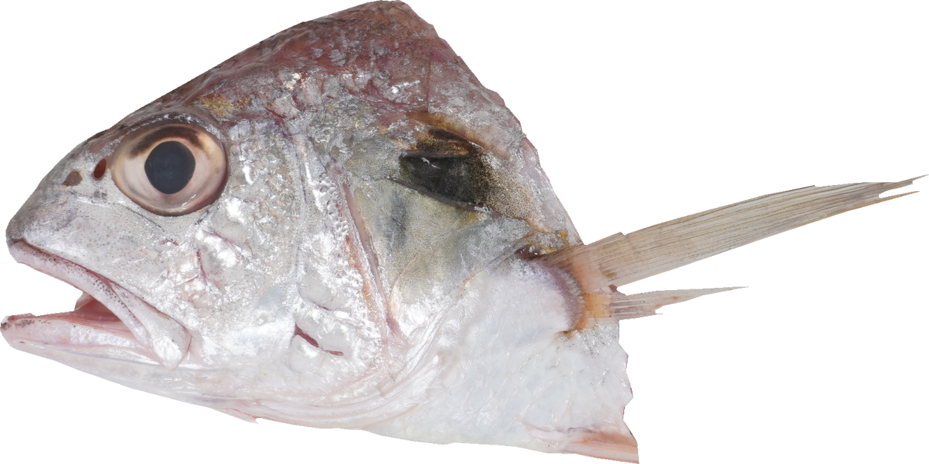 ぐち【いしもち】｜商用可フリー画像・背景透過