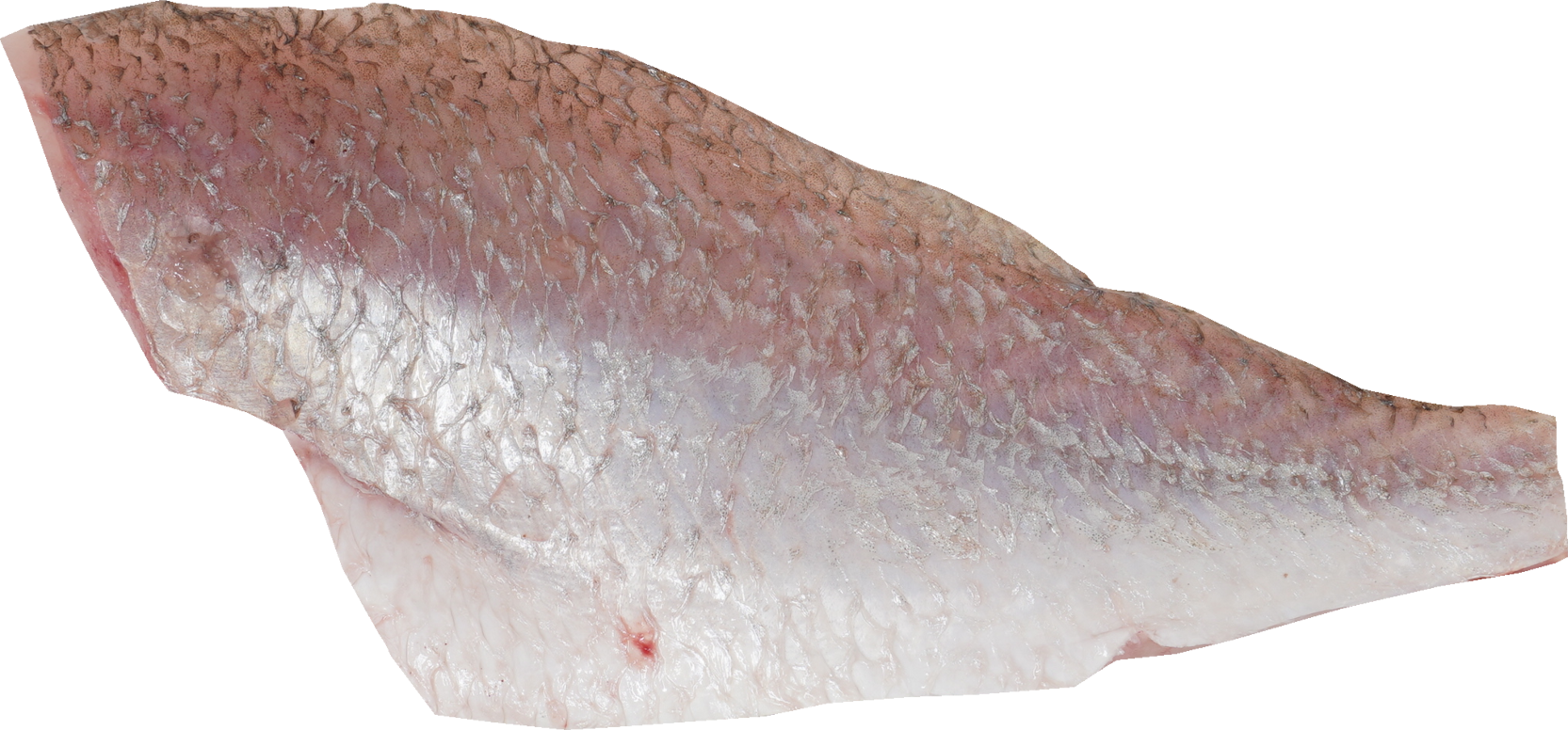 ぐち【いしもち】｜商用可フリー画像・背景透過