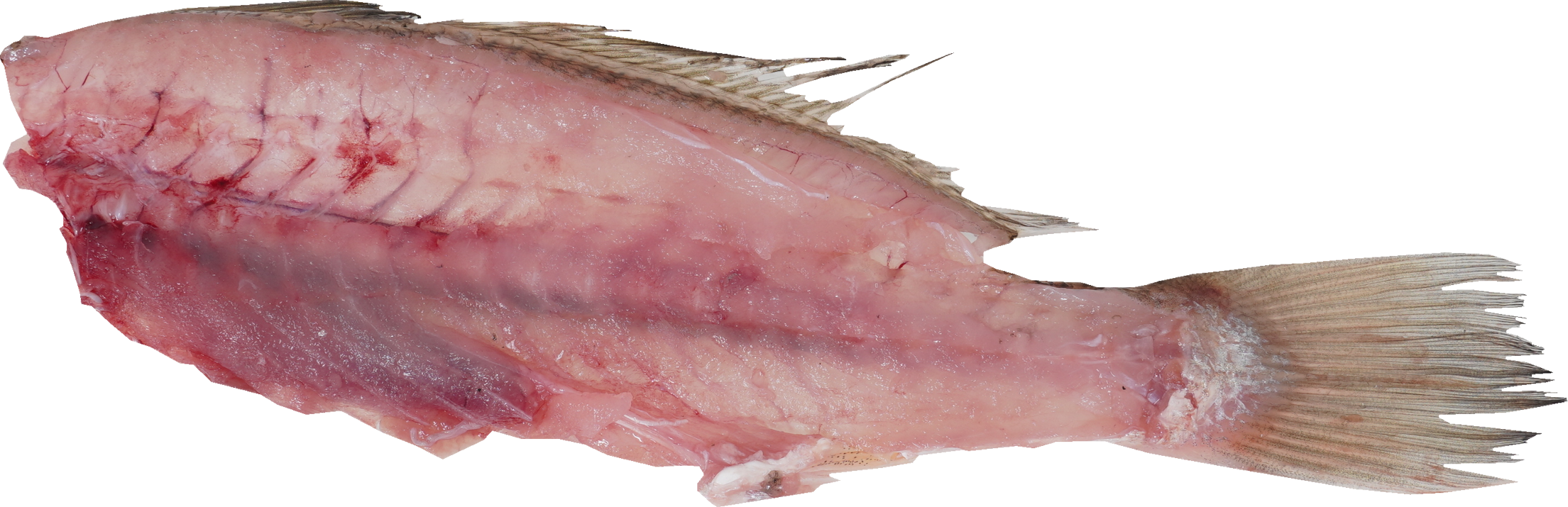 ぐち【いしもち】｜商用可フリー画像・背景透過