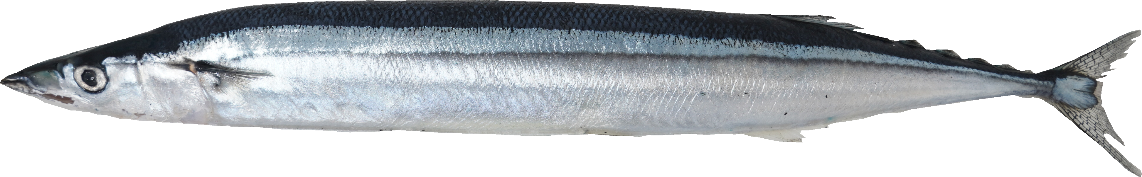 さんま｜商用可フリー画像・背景透過