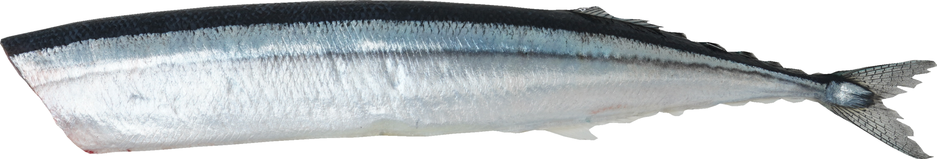 さんま｜商用可フリー画像・背景透過