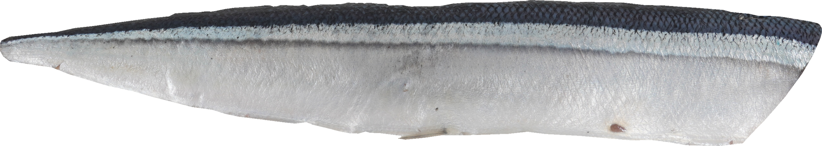 さんま｜商用可フリー画像・背景透過