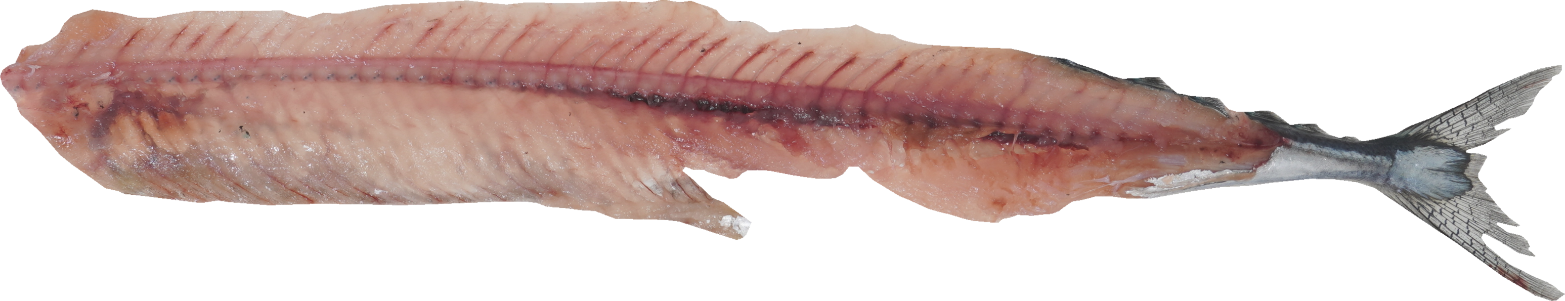 さんま｜商用可フリー画像・背景透過