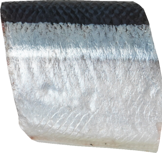 さんま｜商用可フリー画像・背景透過