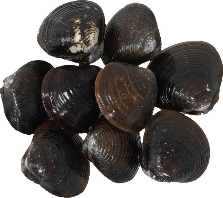 しじみ｜商用可フリー画像・背景透過
