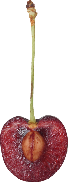 さくらんぼ（アメリカンチェリー）｜商用可フリー画像・背景透過