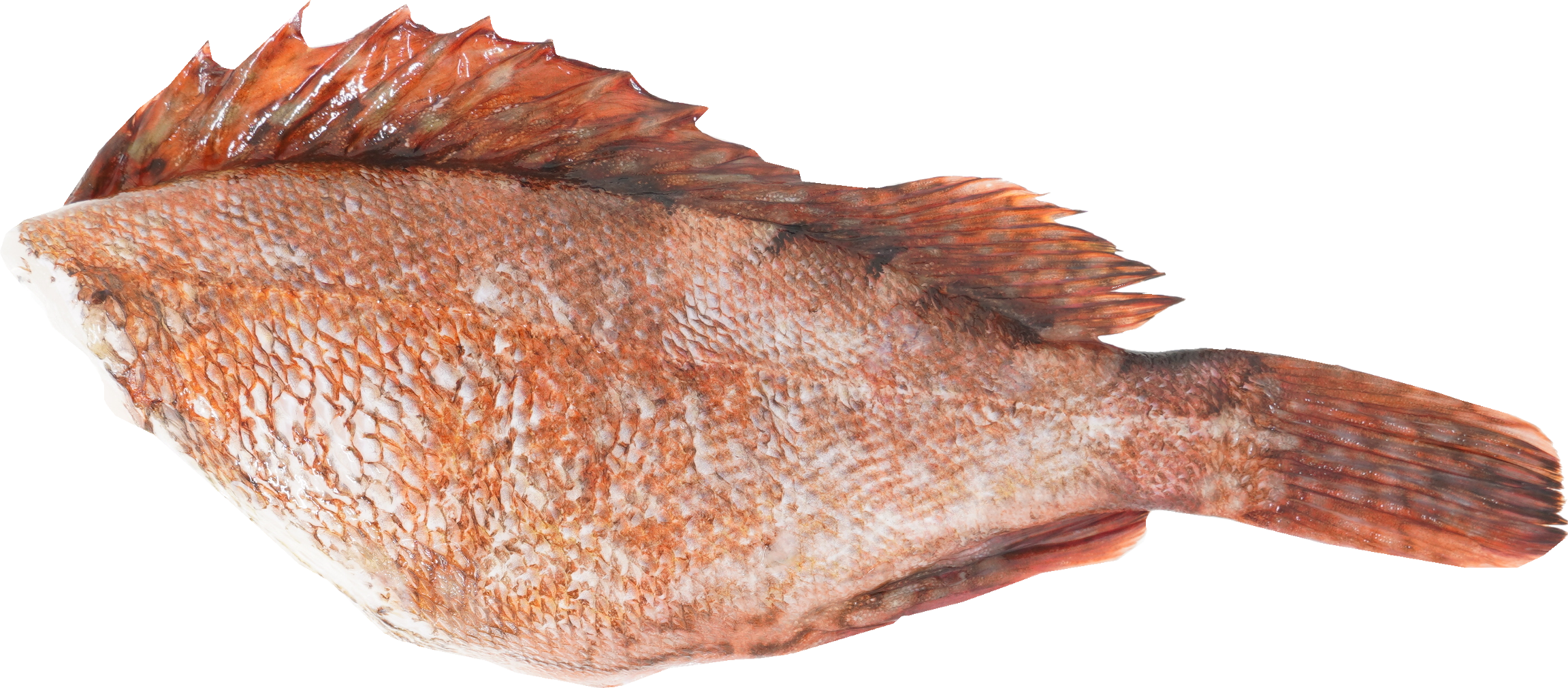 かさご｜商用可フリー画像・背景透過