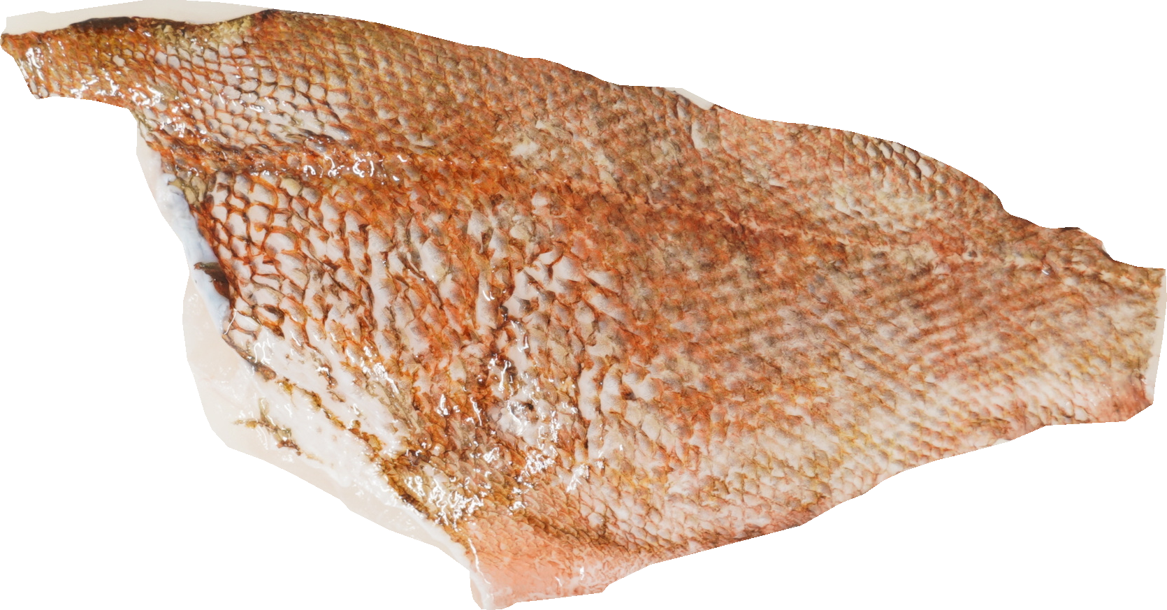 かさご｜商用可フリー画像・背景透過