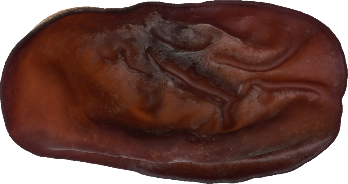 きくらげ｜商用可フリー画像・背景透過