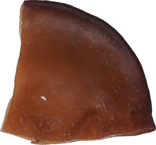 きくらげ｜商用可フリー画像・背景透過