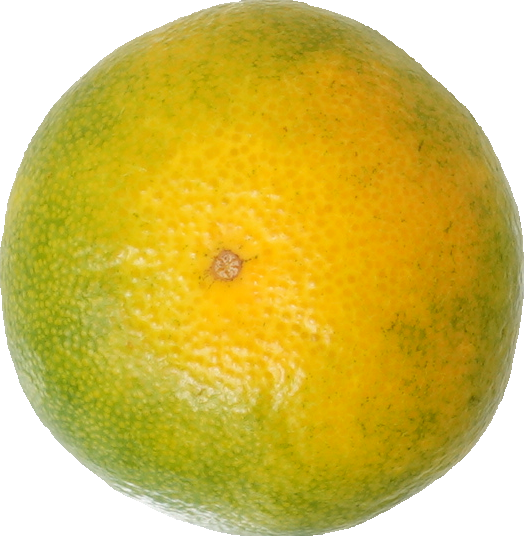 みかん｜商用可フリー画像・背景透過