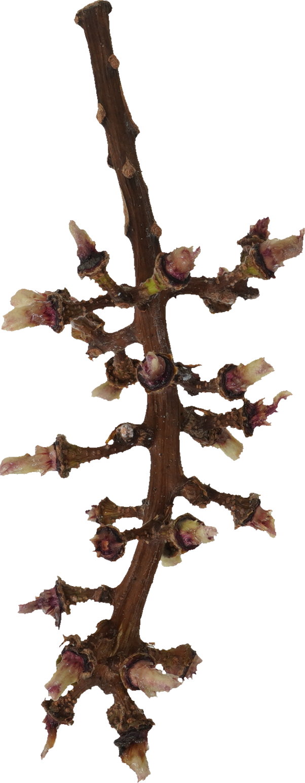 ぶどう(ナガノパープル)｜商用可フリー画像・背景透過