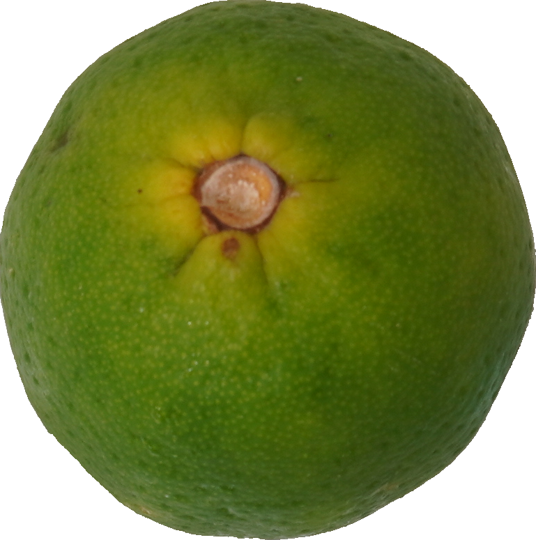 ライム｜商用可フリー画像・背景透過