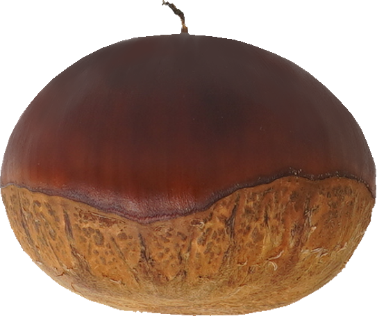 日本ぐり｜商用可フリー画像・背景透過