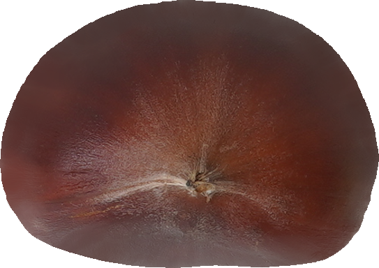 日本ぐり｜商用可フリー画像・背景透過