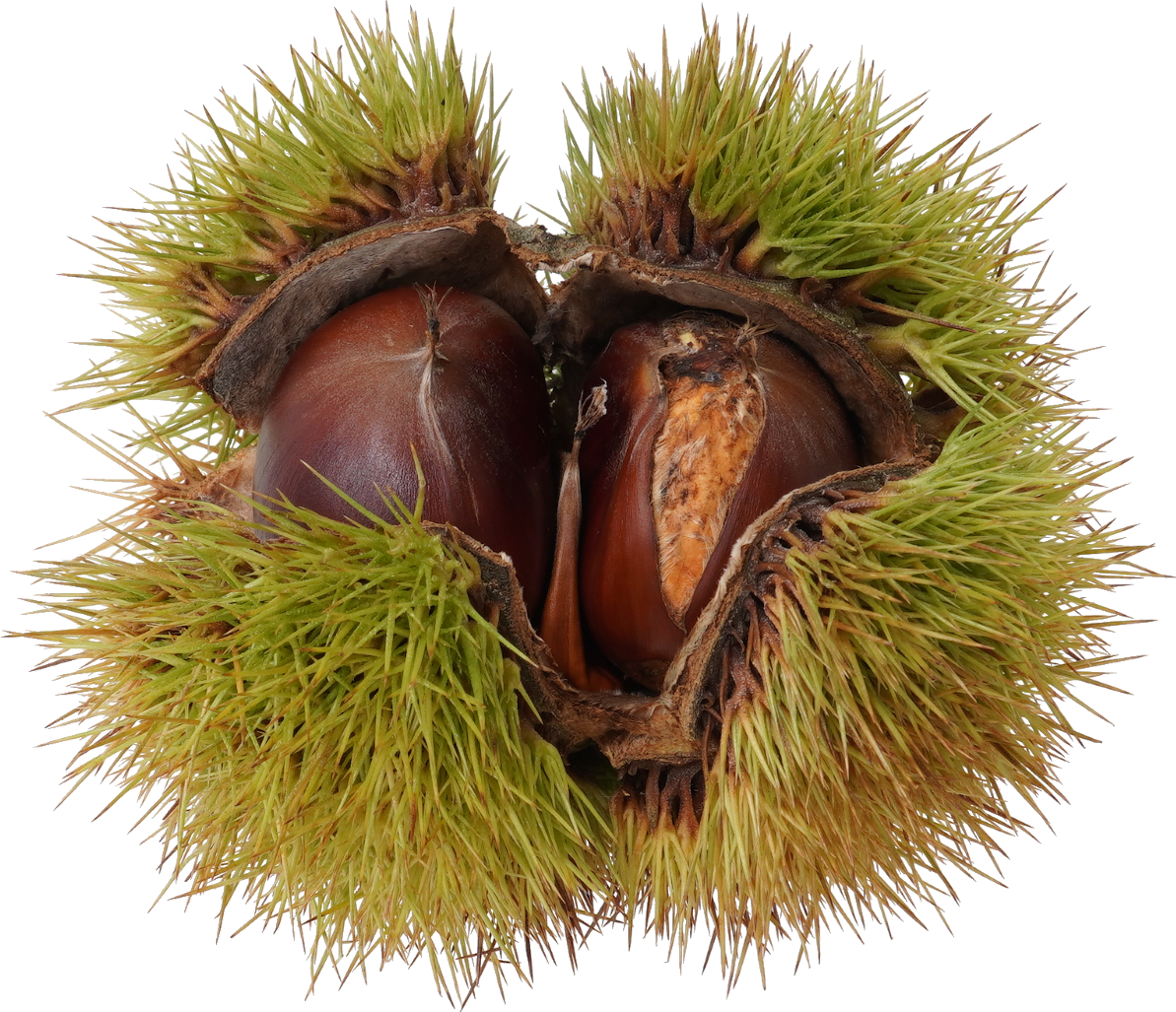 日本ぐり｜商用可フリー画像・背景透過