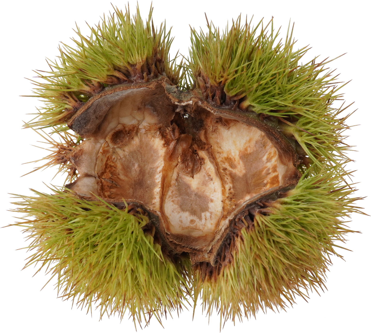 日本ぐり｜商用可フリー画像・背景透過