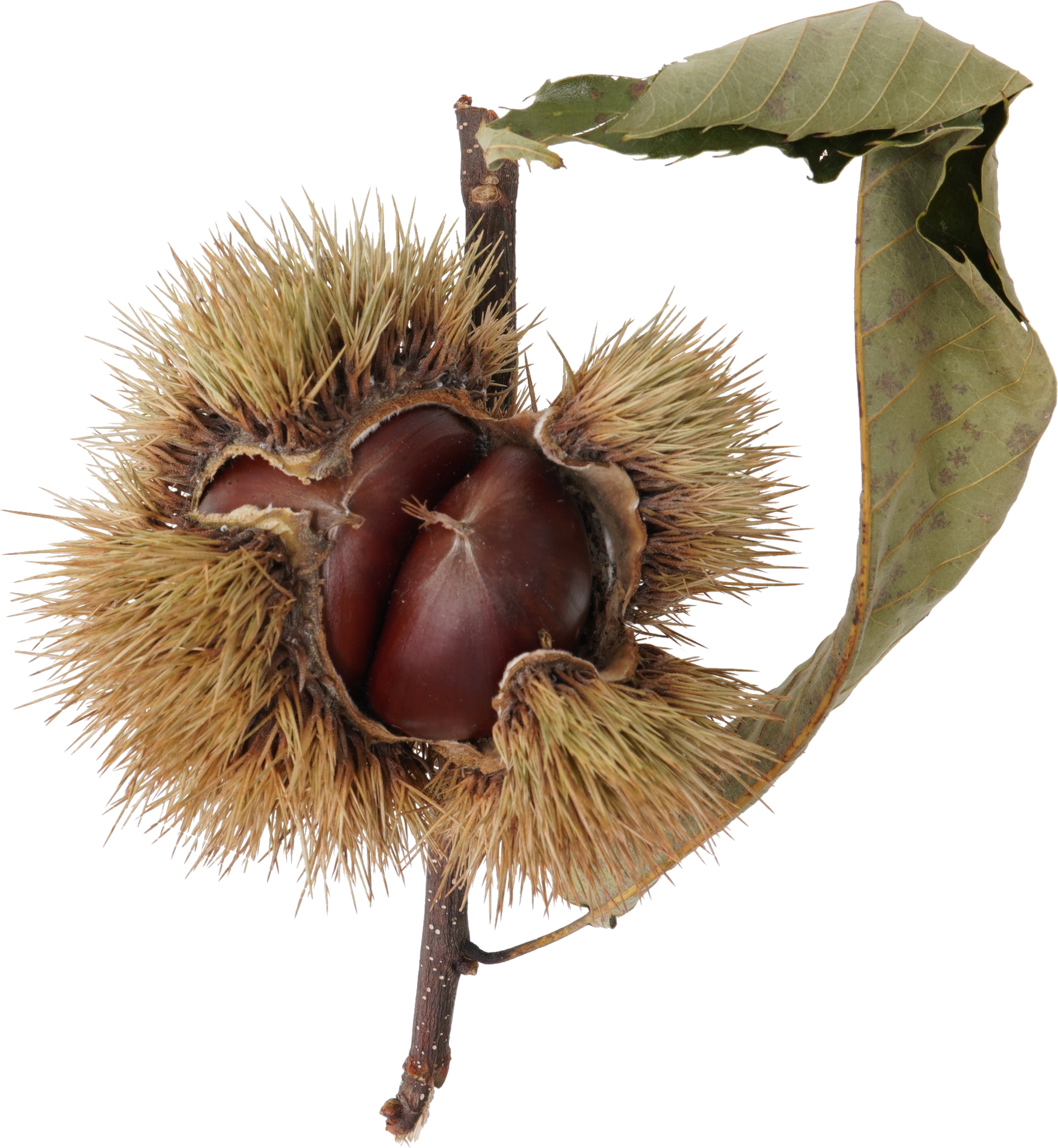 日本ぐり｜商用可フリー画像・背景透過