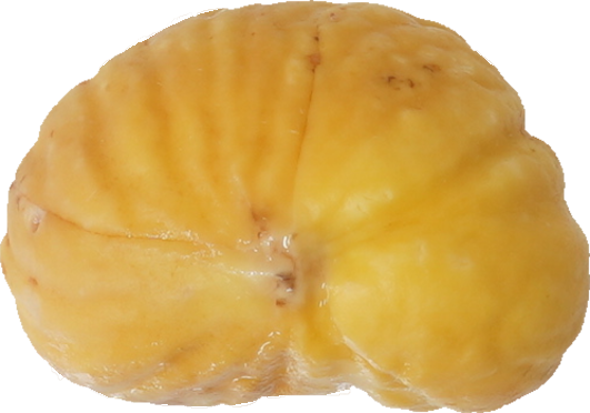 日本ぐり｜商用可フリー画像・背景透過