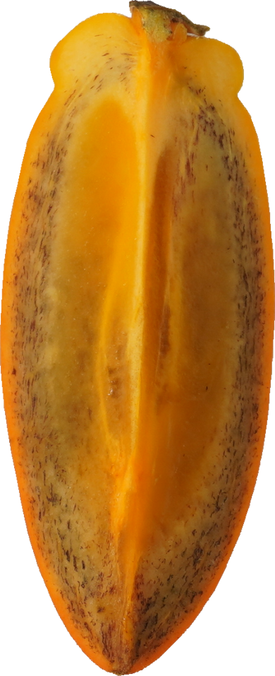 かき【筆柿】｜商用可フリー画像・背景透過