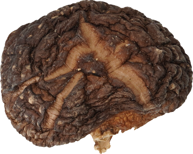 しいたけ（乾）｜商用可フリー画像・背景透過